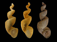 Liobaicalia stiedae