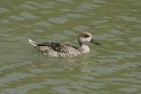 Marmaronetta angustirostris - Marbled Duck