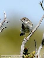 Sylvia melanocephala - Sardinian Warbler