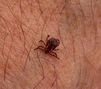 Image of: Dermacentor variablis (American dog tick)