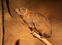 Procavia capensis - Common Rock Hyrax