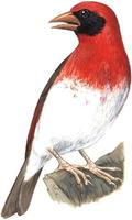 Image of: Anaplectes melanotis (red-headed weaver)