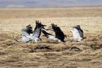 Image of: Grus grus (common crane), Grus nigricollis (black-necked crane)