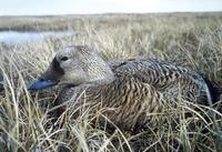 Image of: Somateria fischeri (spectacled eider)