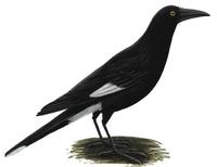 Image of: Strepera graculina (pied currawong)