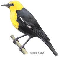 Image of: Xanthocephalus xanthocephalus (yellow-headed blackbird)