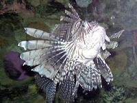 Image of: Pterois volitans (firefish)