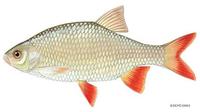 Image of: Scardinius erythrophthalmus (pearl roach)