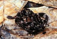 Image of: Imantodes cenchoa (blunthead treesnake)