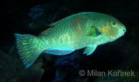 Scarus rivulatus