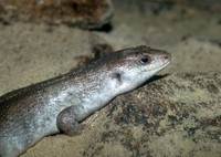 Leiolopisma telfairii - Round Island Skink