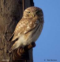 Little Owl - Athene noctua