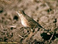 Paddyfield Pipit - Anthus rufulus