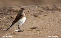 Pied Wheatear - Oenanthe pleschanka