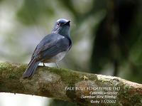 Pale Blue Flycatcher - Cyornis unicolor