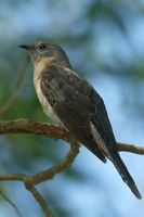 Fan tailed Cuckoo