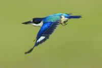 Forest Kingfisher