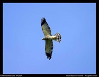 Chinese Goshawk - Accipiter soloensis