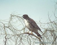 White-tailed Hawk - Buteo albicaudatus