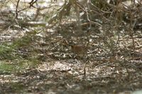 Madagascar Buttonquail - Turnix nigricollis