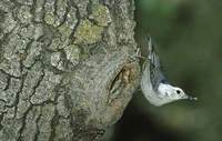 White-breasted Nuthatch (Sitta carolinensis) photo