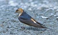 Red-rumped Swallow (Hirundo daurica) photo