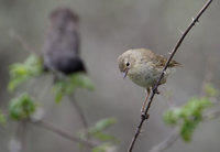 Warbler Finch (Certhidea olivacea) photo