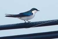 Bahama Swallow (Tachycineta cyaneoviridis) photo