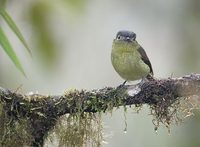 Barred Becard (Pachyramphus versicolor) photo