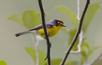 Spectacled Whitestart (Myioborus melanocephalus) photo