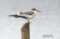 Large-billed Tern - Phaetusa simplex