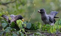 Western Plantain-eater - Crinifer piscator