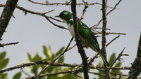 Klaas' Cuckoo - Chrysococcyx klaas