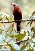 Yellow-billed Malkoha - Phaenicophaeus calyorhynchus