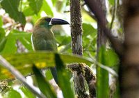 Crimson-rumped Toucanet - Aulacorhynchus haematopygus