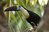 Red-billed Toucan - Ramphastos tucanus