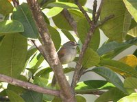 Pale-breasted Spinetail - Synallaxis albescens