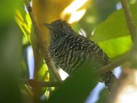 Barred Antshrike - Thamnophilus doliatus