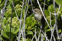 Caribbean Elaenia - Elaenia martinica