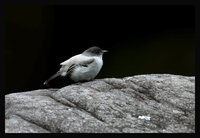 Torrent Tyrannulet - Serpophaga cinerea