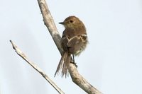 Bran-colored Flycatcher - Myiophobus fasciatus