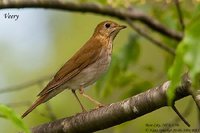 Veery - Catharus fuscescens