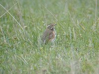 Redwing - Turdus iliacus