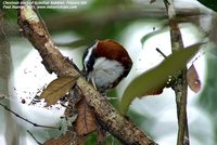 Chestnut-backed Scimitar-Babbler - Pomatorhinus montanus