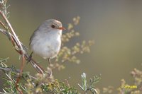 Blue-breasted Fairywren - Malurus pulcherrimus