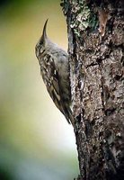 Short-toed Treecreeper - Certhia brachydactyla