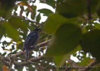Philippine Fairy-bluebird - Irena cyanogaster