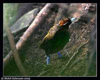 Magnificent Bird-of-paradise - Cicinnurus magnificus