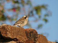 White-browed Sparrow-Weaver - Plocepasser mahali