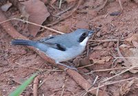 White-banded Tanager - Neothraupis fasciata